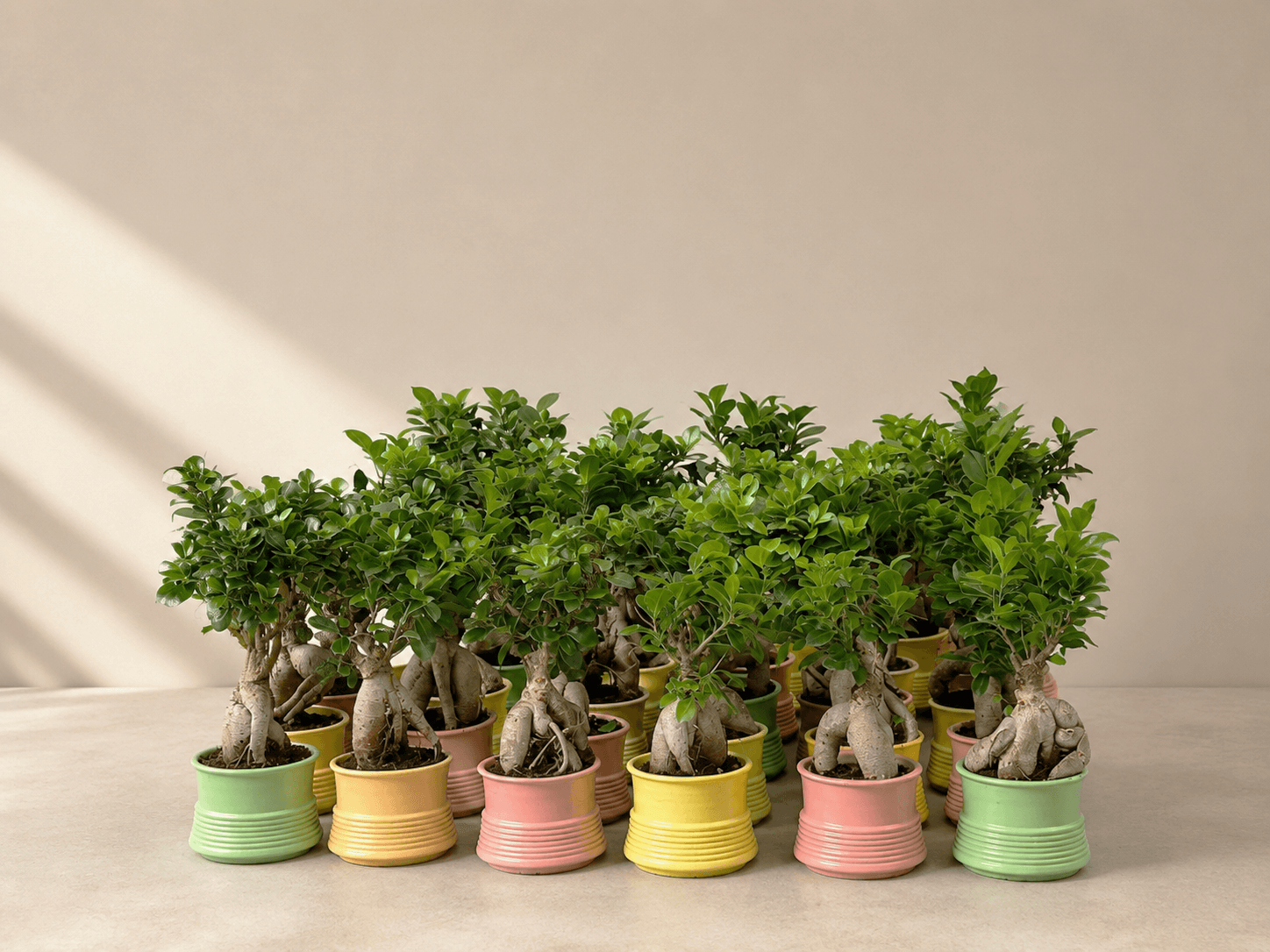 Colourful potted plants arranged as green mementos
