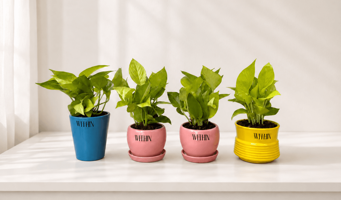 Colourful personalized potted plants for employee birthday gifting