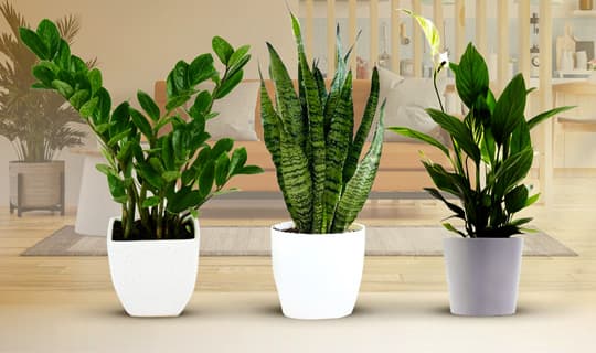 Air Purifying Plants - Paramount solution for air pollutants!