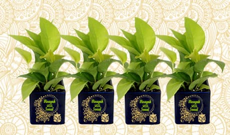 Gift a Green Hamper this festive season!