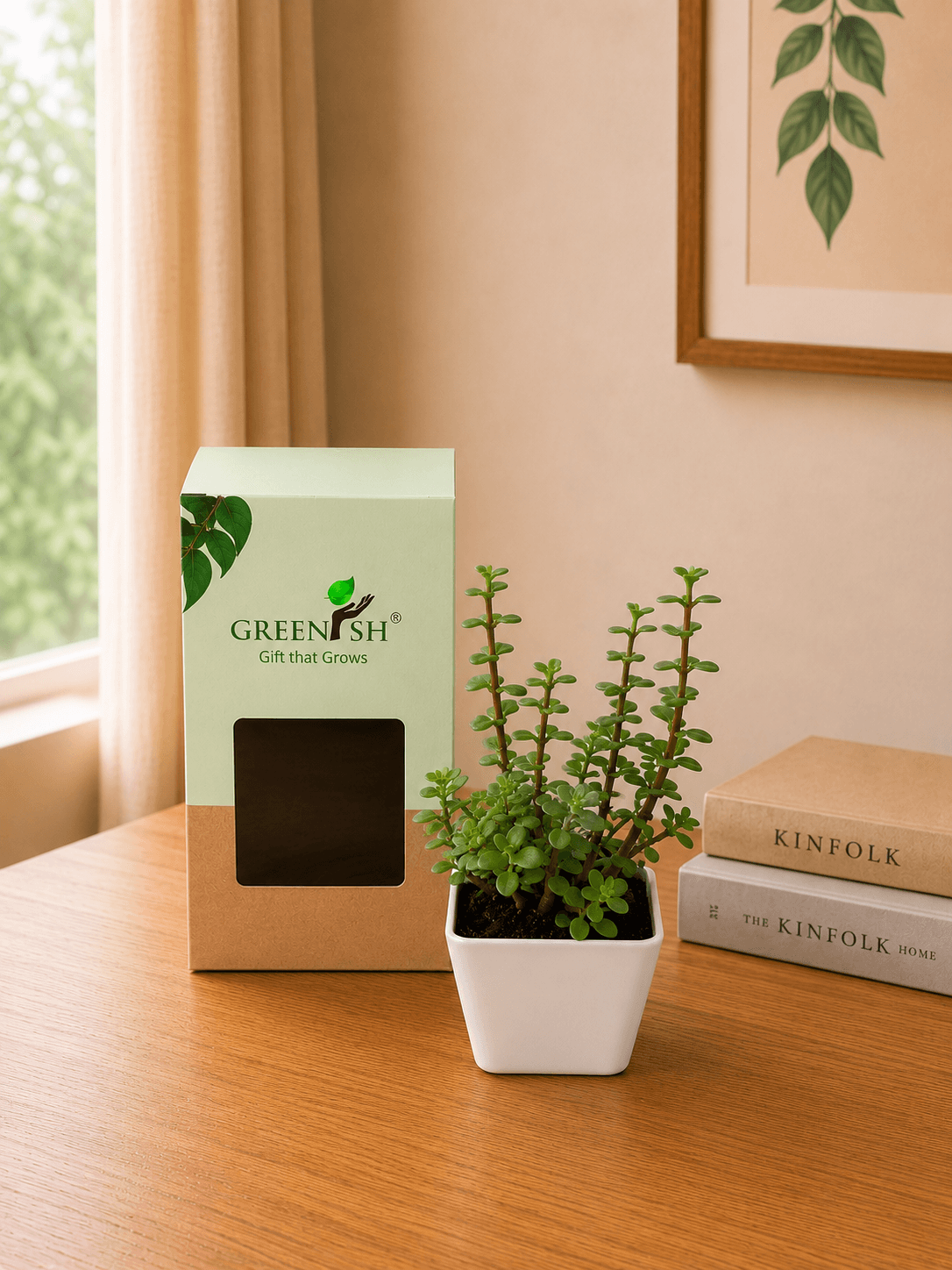 Jade plant in a white pot with Greenish gift packaging