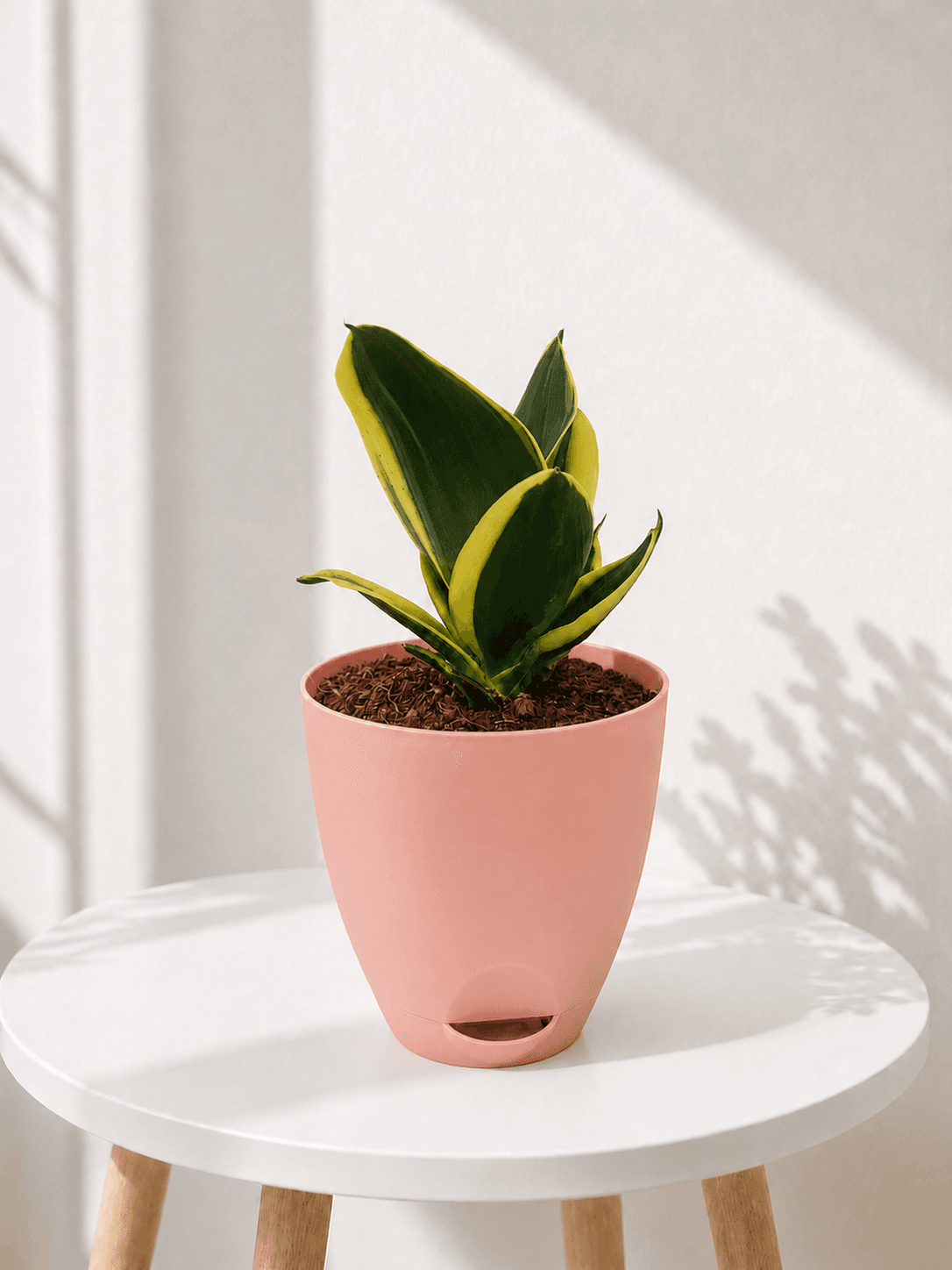 Golden Snake Plant in a pink self-watering pot