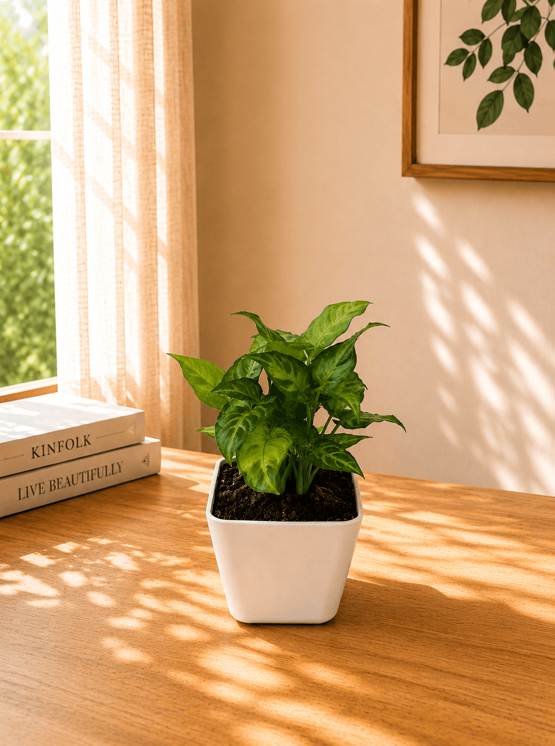 Green Syngonium in a white pot