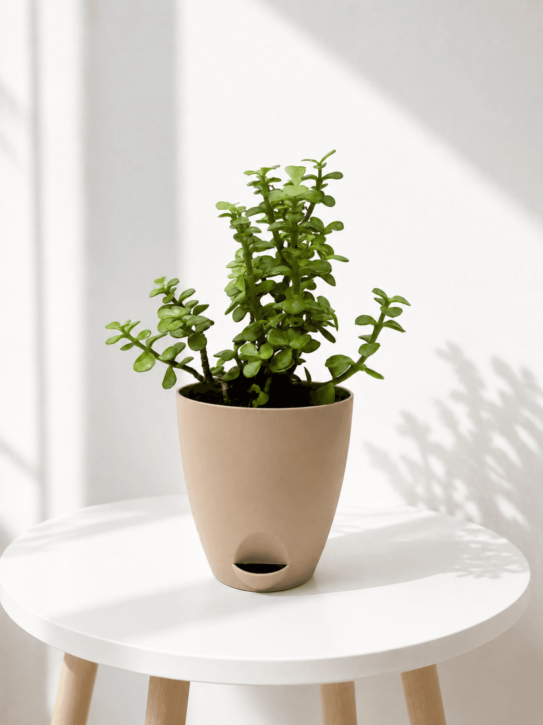 Jade Plant in a self-watering pot