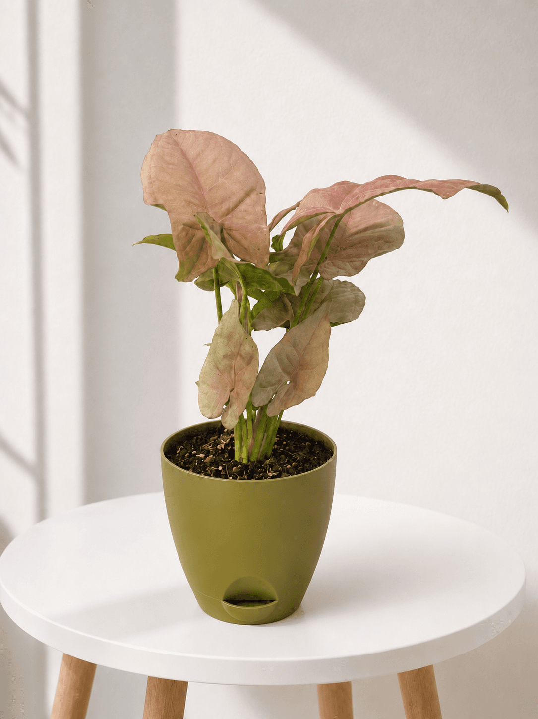 Pink Syngonium in a green self-watering pot