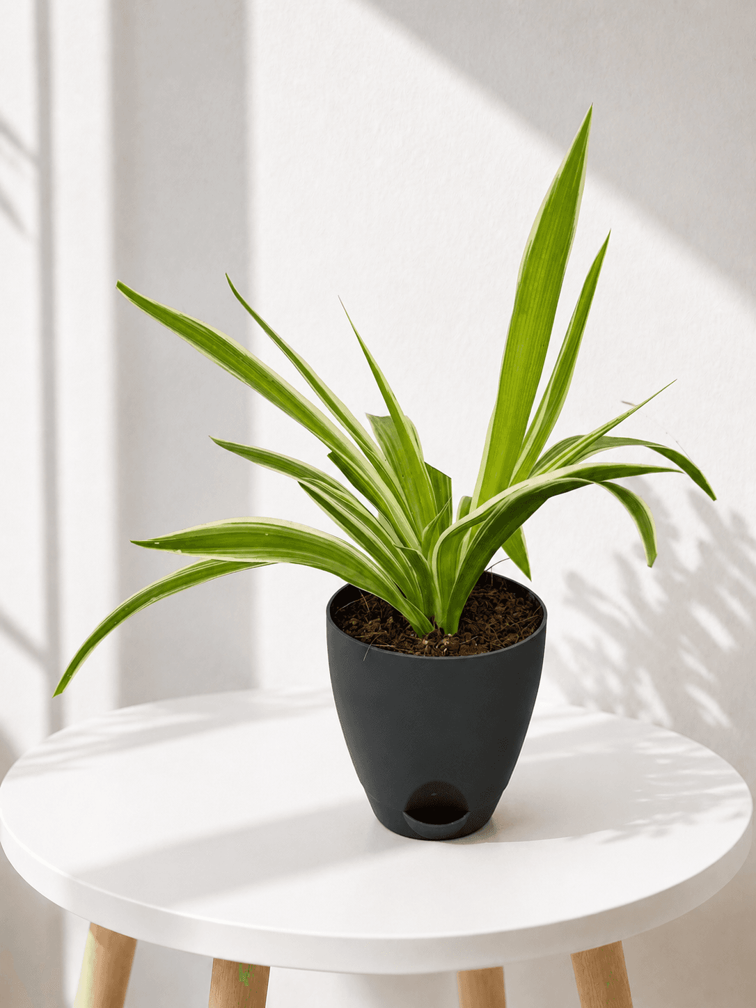 Spider Plant in a black self-watering pot