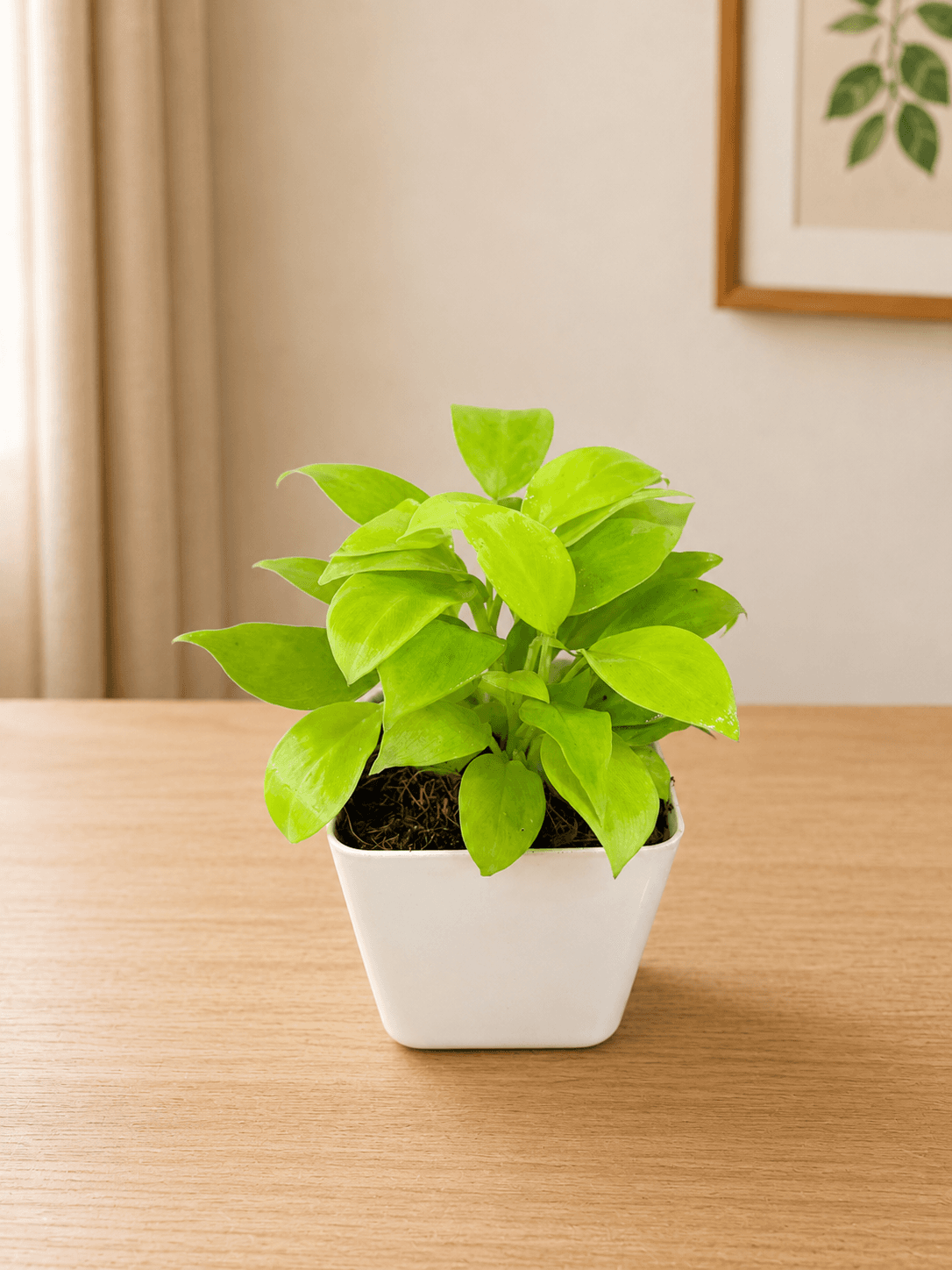 Golden Ceylon plant in a white pot