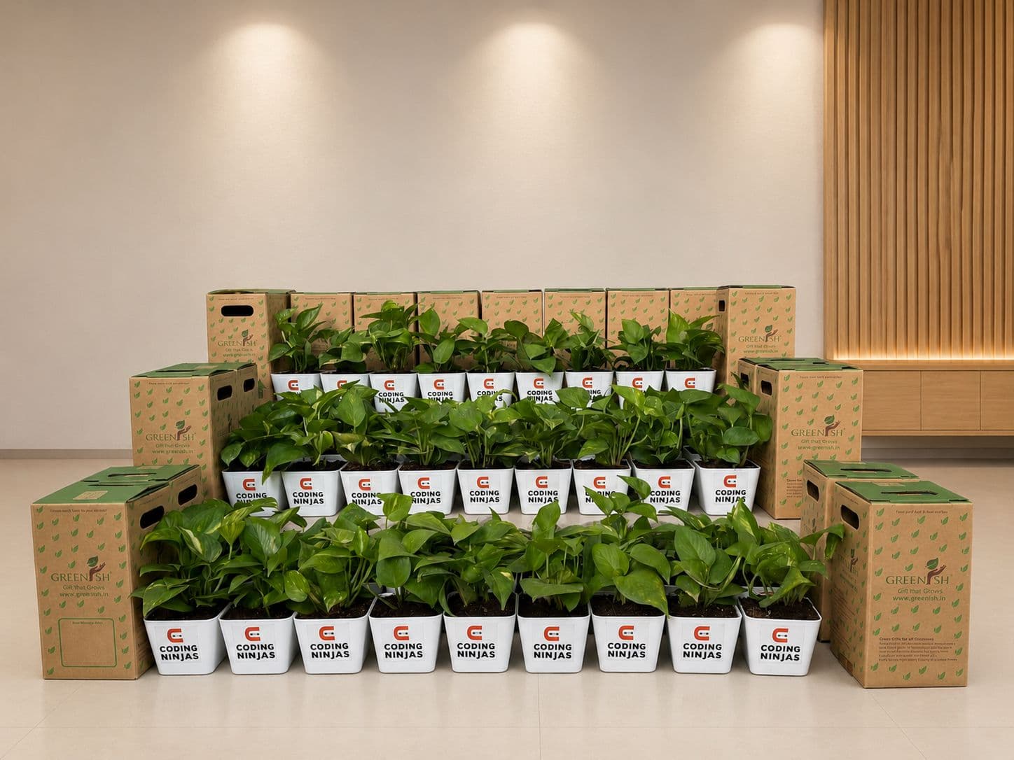 Bulk snake plant corporate gifts arranged in branded white pots