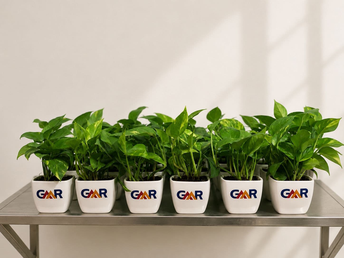 GMR branded corporate plant gifts in white ceramic pots