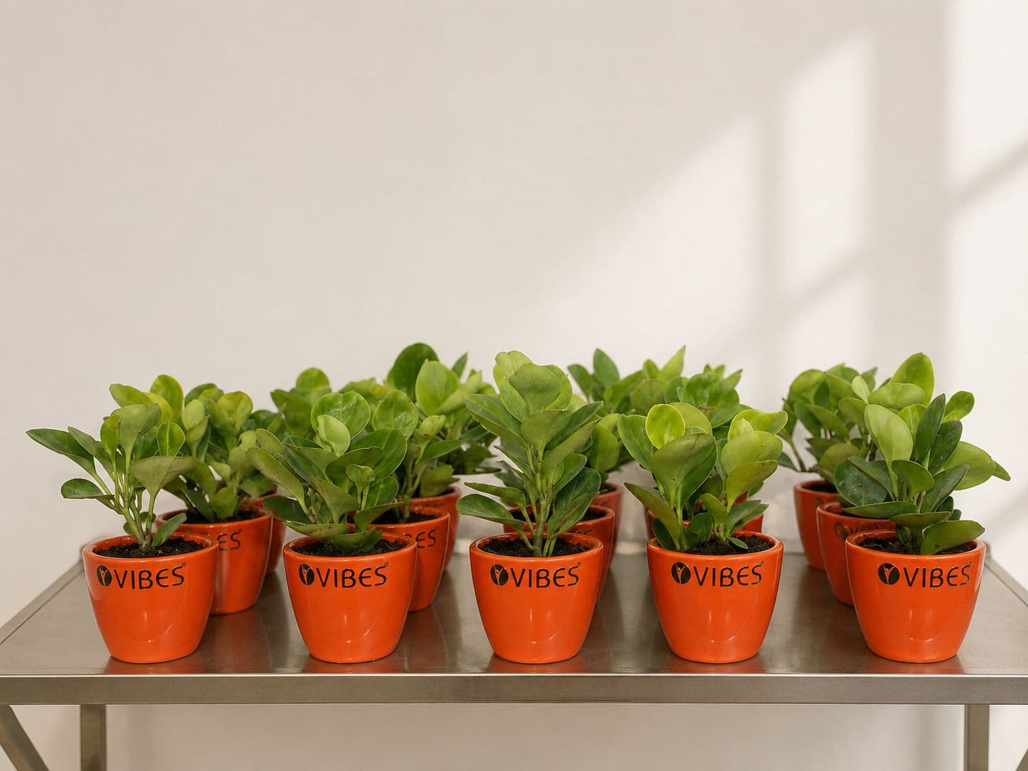 Orange branded corporate plant gifts arranged on a metal table