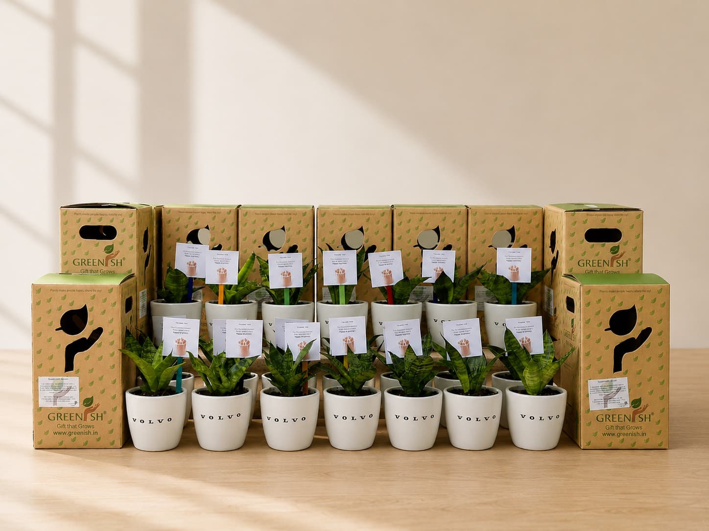 Bulk Greenish corporate plant gifts with branded pots and delivery boxes