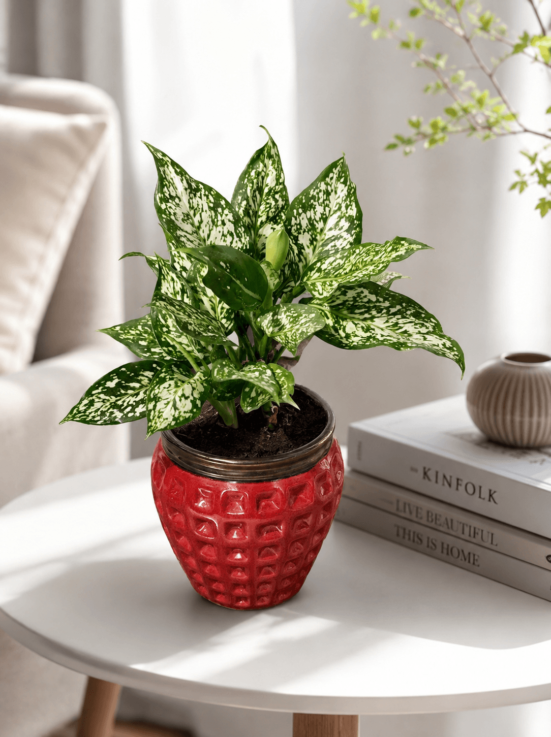 Variegated indoor plant in a red ceramic pot beside a sunlit window